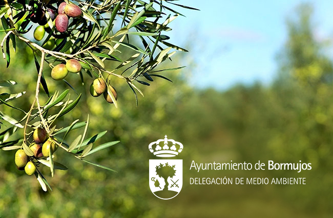 RECOGIDA ACEITUNAS OLIVOS2