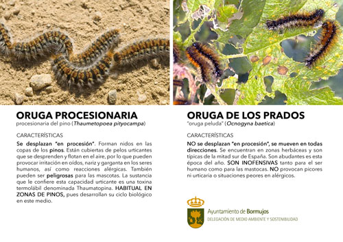 oruga-procesionaria-vs-oruga-de-los-pradosweb
